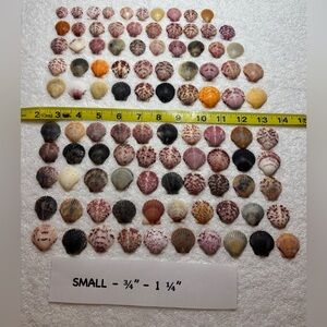 100 - Sanibel Island Scallop Seashell Collection - Small Size 3/4” - 1 1/4”.